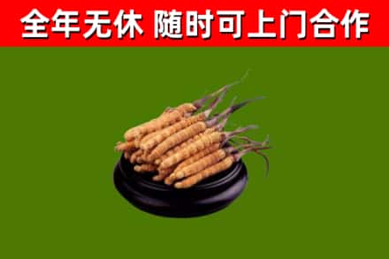青市烟酒回收冬虫夏草.jpg